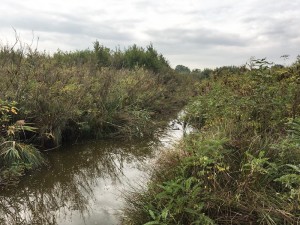 Lago Sibolla - la situazione al 6 ottobre 2016